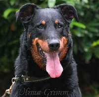 Étalon Berger de Beauce - CH. Nl. Ch-VDH Ulima Grimm la Duchesse de la Fosse