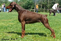 Étalon Dobermann - CH. Chaming lady s mysa hersones