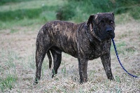 Étalon Dogue de Majorque - CH. Virat (Sans Affixe)