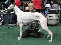 Étalon Greyhound - CH. estet classic grenadier for tv