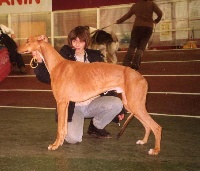 Étalon Greyhound - CH. estet classic Feniks