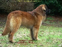 Étalon Leonberger - Baron du Sphinx des lauriers roses