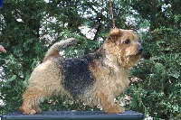 Étalon Norfolk Terrier - CH. allright Amaro
