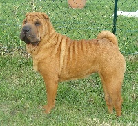 Étalon Shar Pei - Enez vaz Du manoir de kerlessy