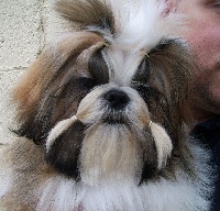 Étalon Shih Tzu - Jj amoroso de la sagesse d'Orient