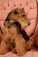 Étalon Welsh Terrier - Erase una vez Du hameau du laxon