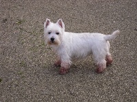 Étalon West Highland White Terrier - BETTY-BOO De l'etoile du buchet