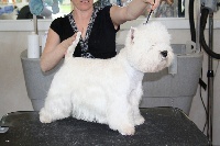 Étalon West Highland White Terrier - Being with you de Willycott