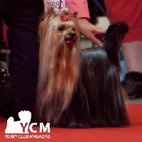 Étalon Yorkshire Terrier - pearlstring Prelude to the future