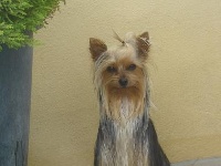 Étalon Yorkshire Terrier - Wuara De Majogoech