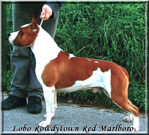 Lobo rowdytown Red malboro
