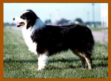 CH. fieldmaster's Home brew