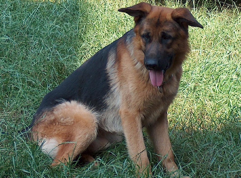 Publication : de la Bête des Vosges Auteur : R. Schlender