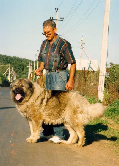 Arisha (Sans Affixe)