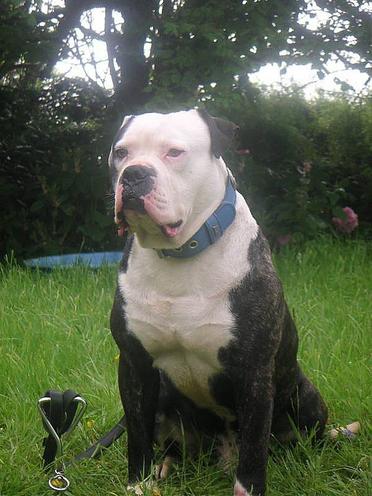 Measter bean dit spike du domaine de kerneach