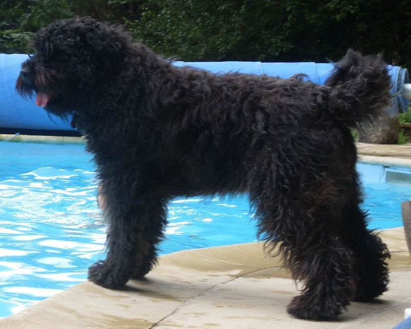 Publication : Du Haras De Fonteny Auteur : Maryline Borrens