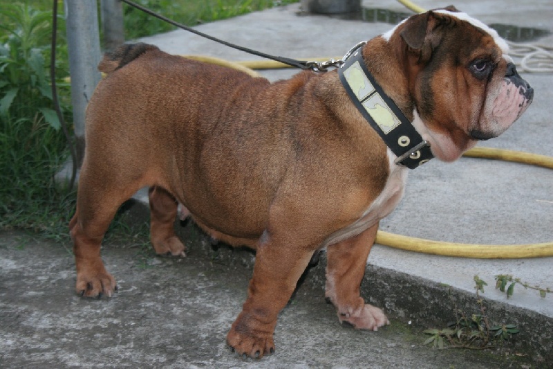 Upset du Loch Victoria's bulls