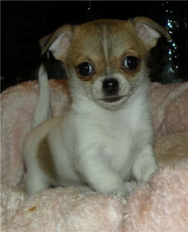 Publication : Des Gardiennes De La Vallée Du Cher Auteur : Evelyne Mine