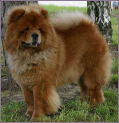 Publication : Orikin's