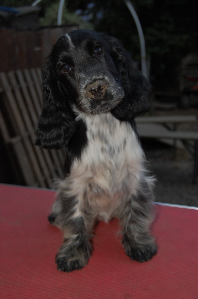 Publication : des tilleuls d'Arbageas Auteur : lageyre