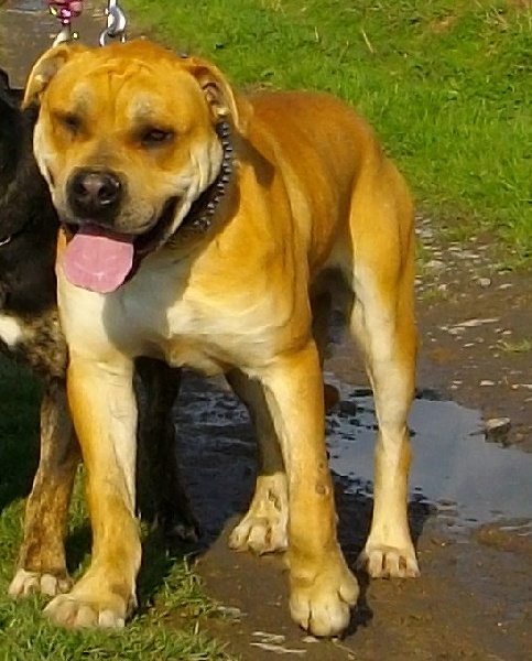 Publication : hasta siempre Auteur : nicolas derambure