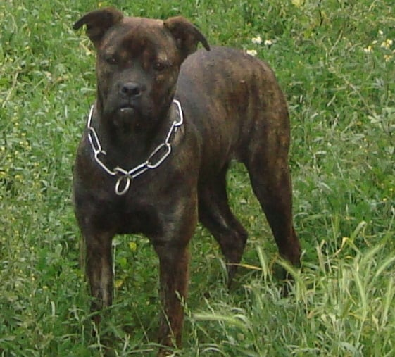 Publication : Des molosses de celebra 