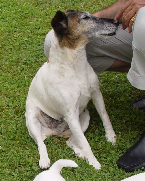 Publication : Du Château De Courquetaine Auteur : .