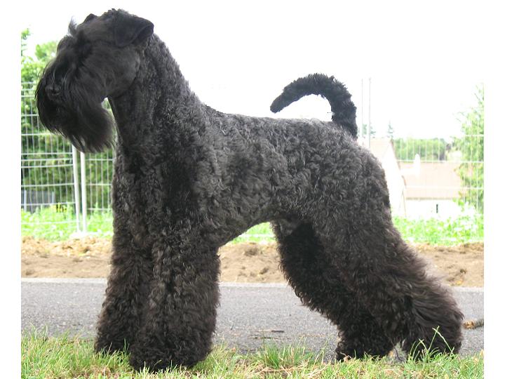 Publication : Des tip top terriers