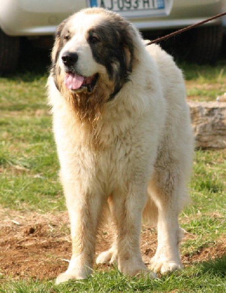 Publication : Du Patre De La Vendetta Auteur : Md Renaud Sylvie