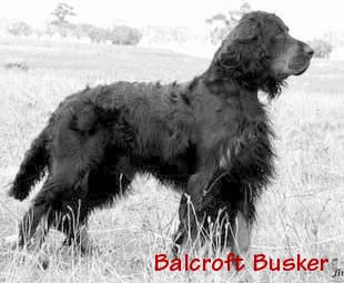 balcroft Busker