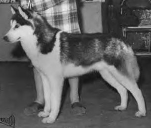 CH. frosty aire's Beauchien