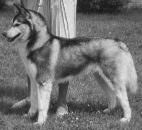 CH. Kenai kittee of beauchien