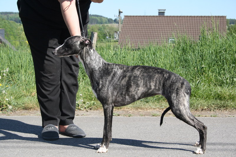 Publication : sandline Auteur : Sandline whippet