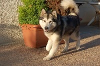 Étalon Alaskan Malamute - CH. Bagheera du Souffle D'Autan