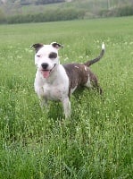 Étalon American Staffordshire Terrier - Enjoy (Sans Affixe)