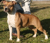 Étalon American Staffordshire Terrier - CH. Taboo Tipit z hanky