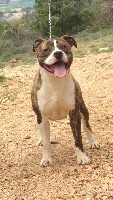 Étalon American Staffordshire Terrier - Choice of queen du Sarmizegetusa Regia