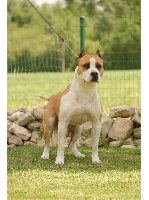 Étalon American Staffordshire Terrier - unbreakable's Arthur the king
