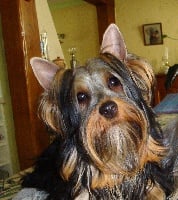 Étalon Australian Silky Terrier - Elphie du parc Camilliacus