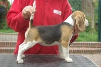 Étalon Beagle - Fochka de Maxcecan