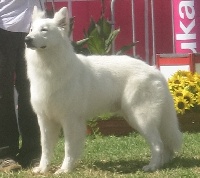 Étalon Berger Blanc Suisse - CH. Ushba du Mont de Sène