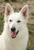 Étalon Berger Blanc Suisse - Makalu Real Corte De Las Arcanas