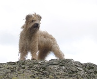 Étalon Berger des Pyrenees à poil long - CH. Youyou de la vallée du mouton