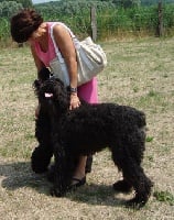 Étalon Bouvier des Flandres - Alpha de la Vélerie