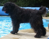 Étalon Bouvier des Flandres - Feelgood du Balmelok - la cense du balmelok