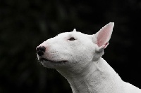 Étalon Bull Terrier Miniature - Danger the mini warriors