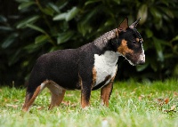Étalon Bull Terrier Miniature - Extazy des Bulls de Nerfs