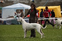 Étalon Dogo Argentino - CH. perro pelea cordobes Zamba