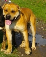 Étalon Dogue de Majorque - Billy le kid 