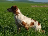Étalon Epagneul Breton - TR. CH. Addock des truffes passionnées